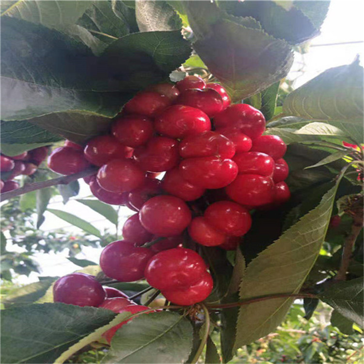 俄国新娘 视频主图