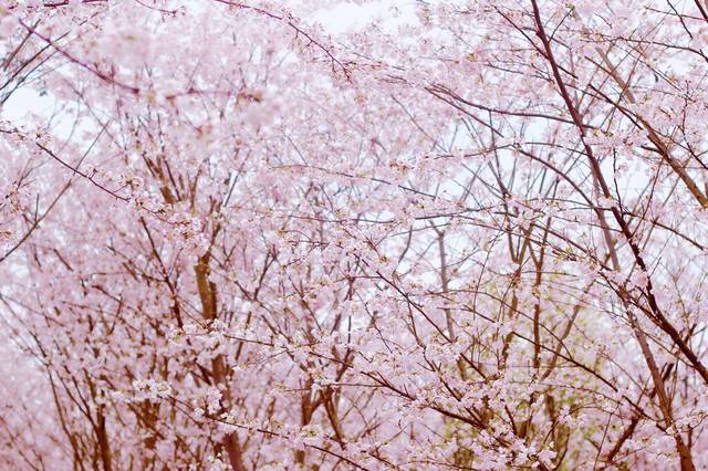 假日之旅 产品图片