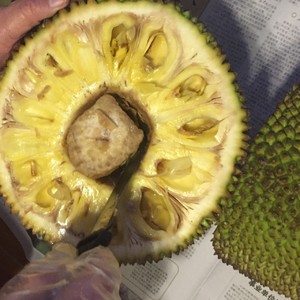 伊甸园之海 推荐视频