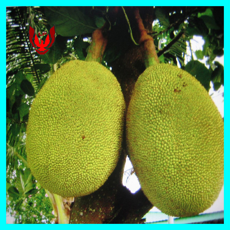 侏罗纪游戏 推荐视频