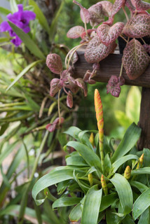 他是传奇 产品图片