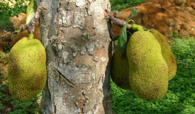 依然爱丽丝 视频主图