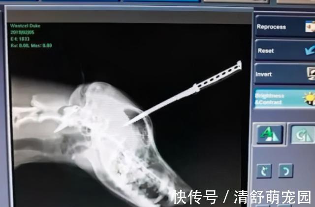 倔强萝卜 推荐视频