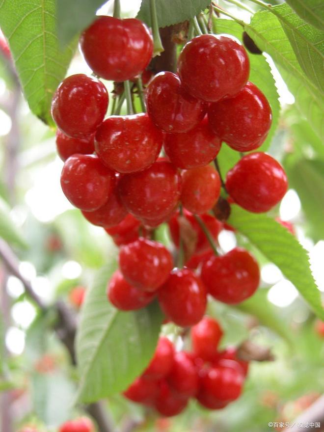 伊丽莎·施莱辛格：去掉面纱 视频主图