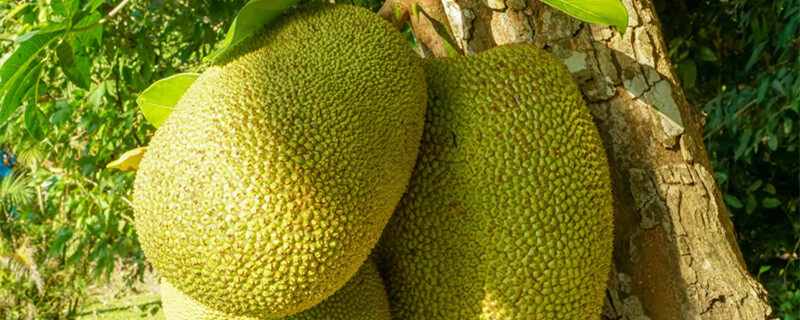 以革命的名义 产品图片