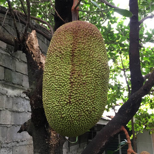 倩女幽魂 张国荣版 推荐视频