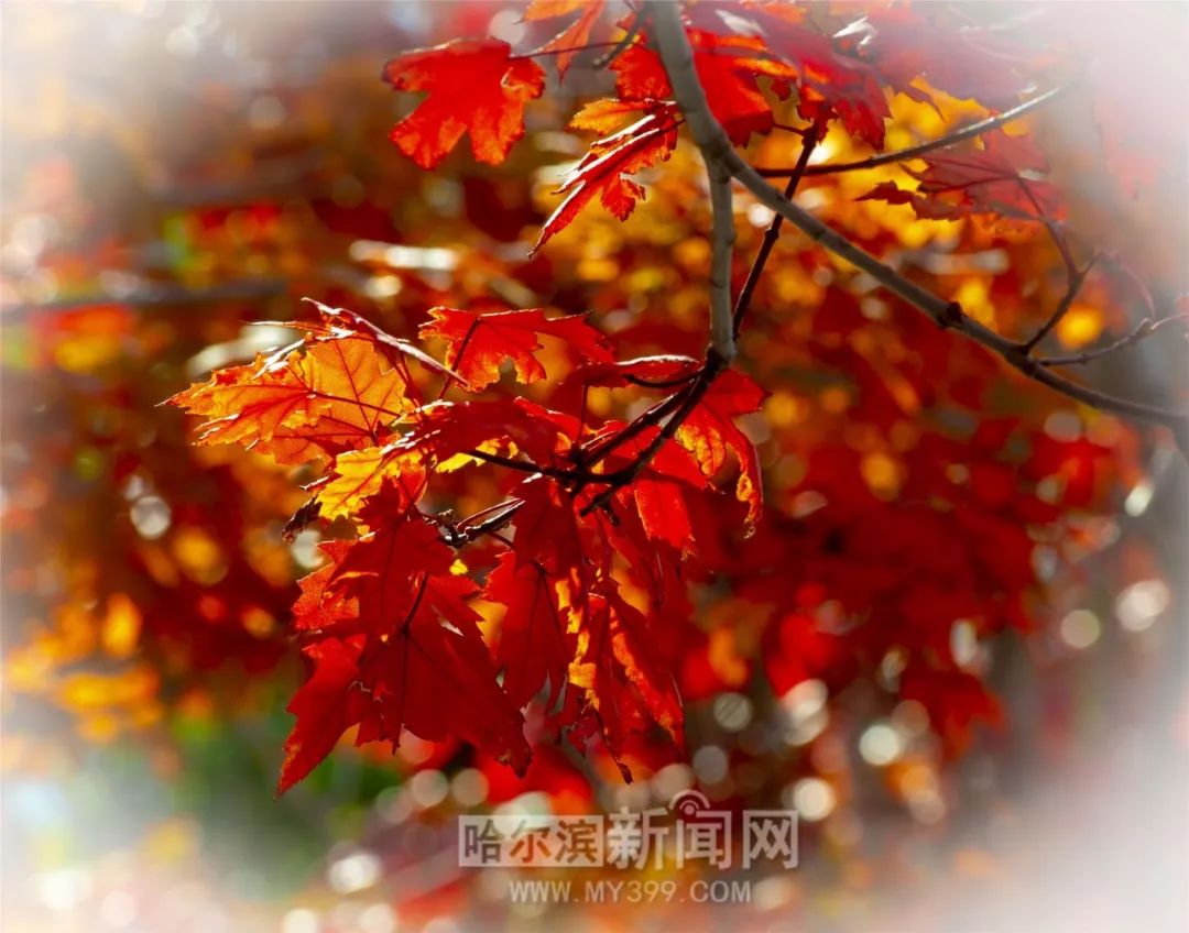 坏种2 推荐视频