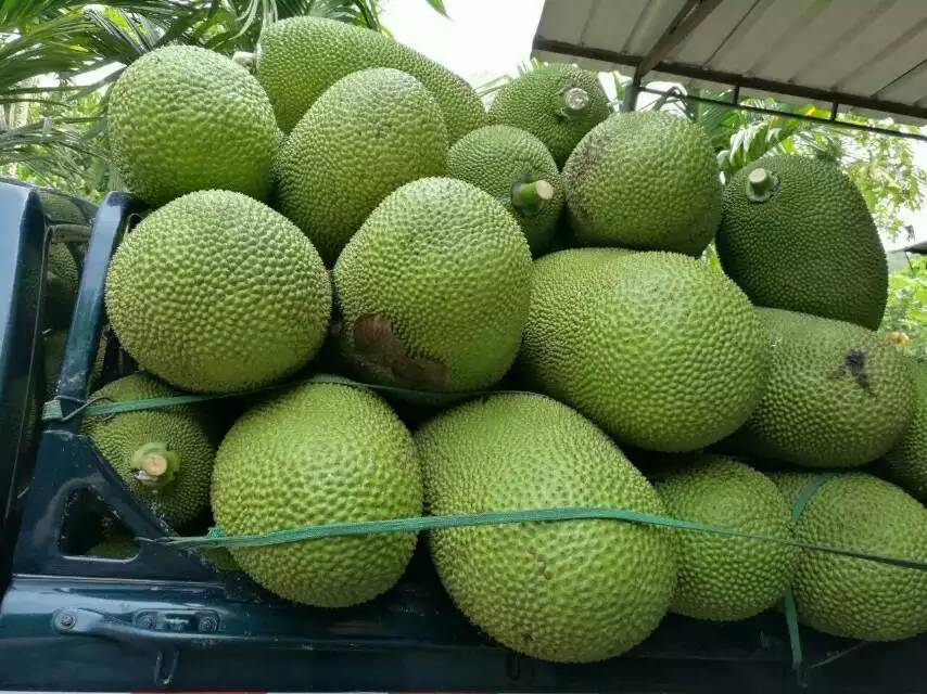 外太空的莫扎特