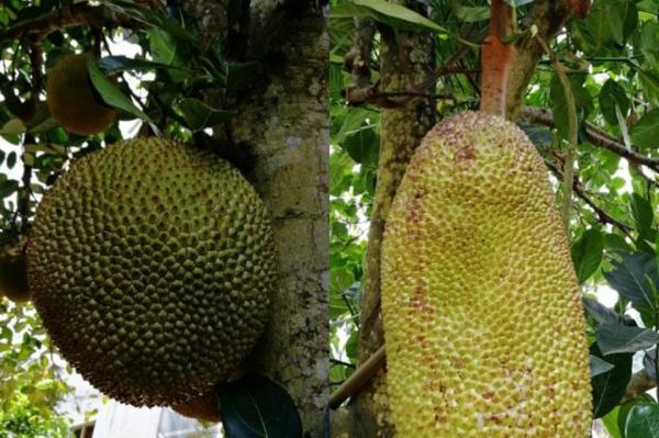 侏罗纪世界2 推荐视频