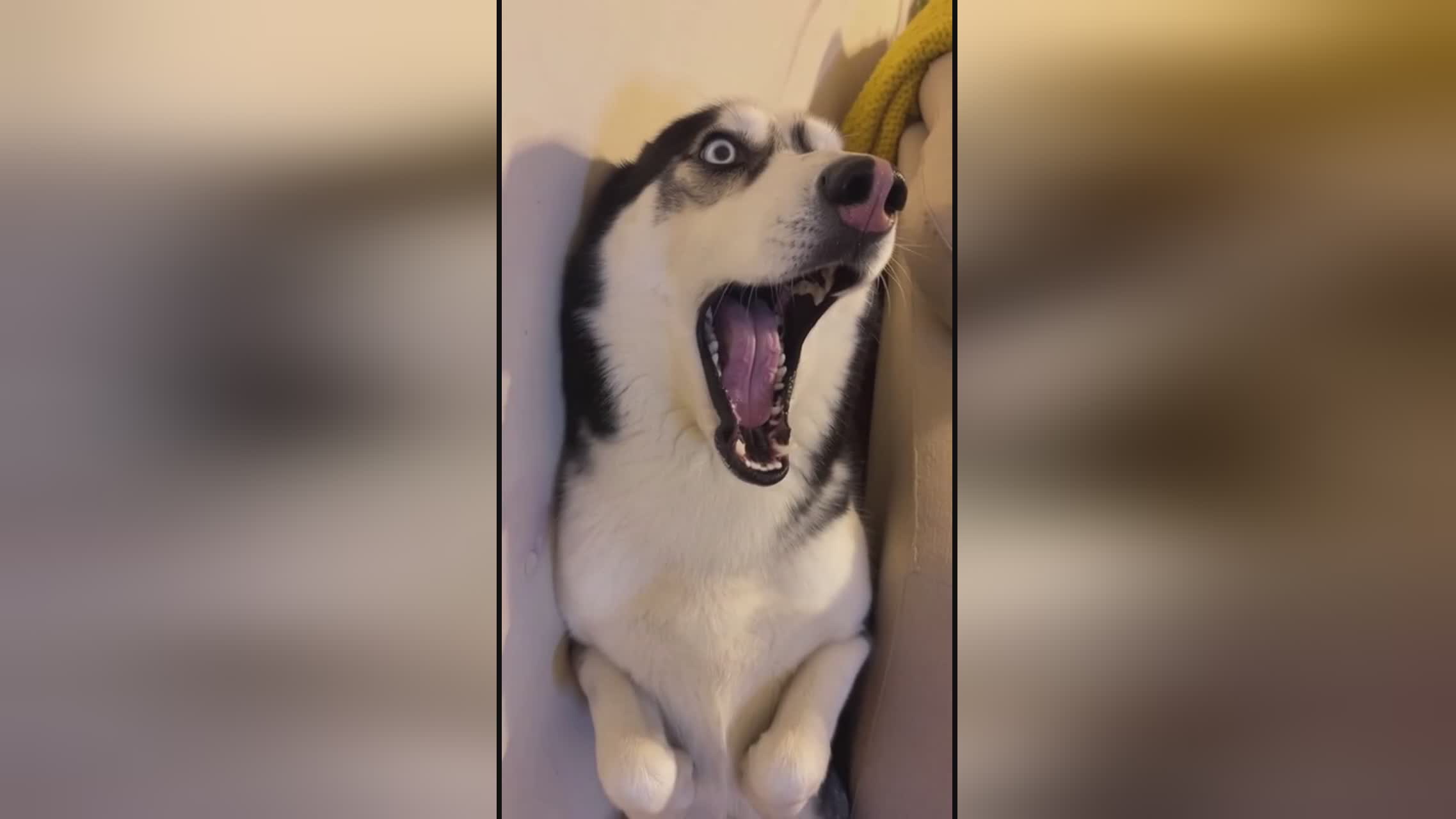 何以飞翔 视频主图