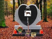 和平密使2018 推荐视频