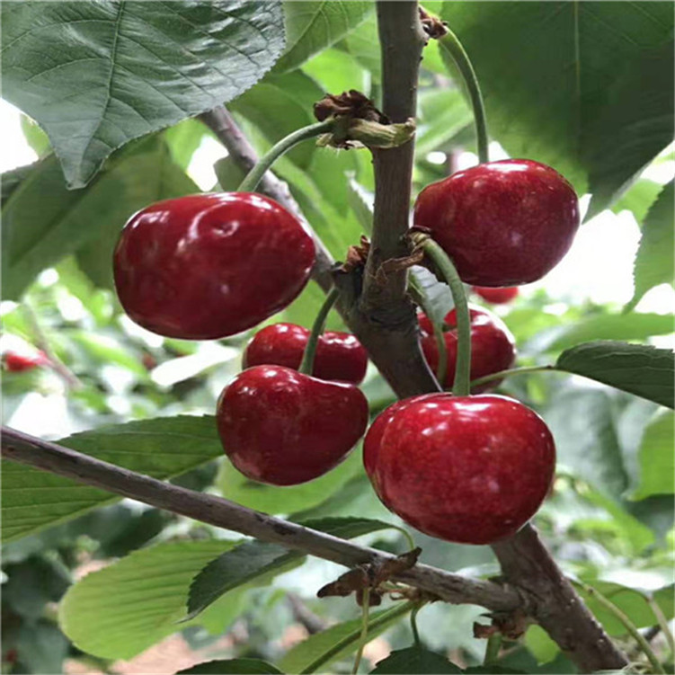 你的名字。 推荐视频