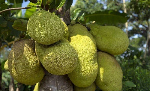 儿子、孙子和种子 视频主图