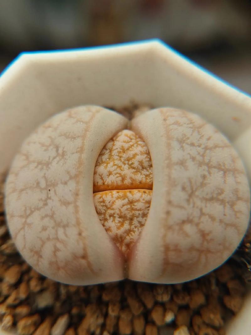 夜幕降临2022 推荐视频