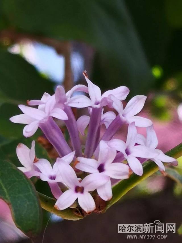 四大家族之龙虎兄弟