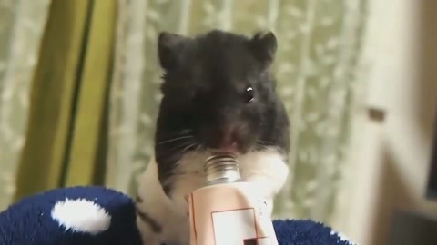 仙履奇缘2：美梦成真