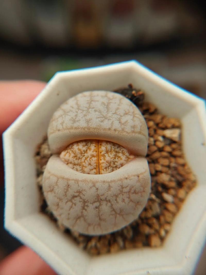 哥俩儿好 视频主图