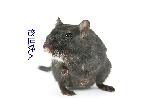 偷破天际线 产品图片