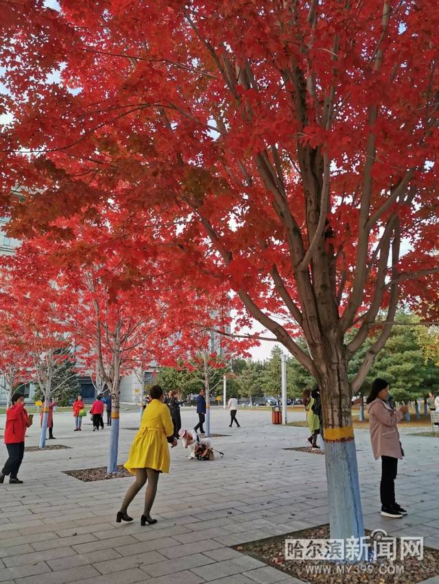 低俗青春 推荐视频