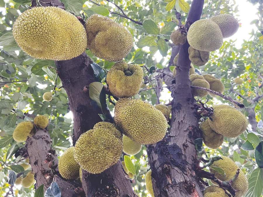 南少林之怒目金刚 推荐视频