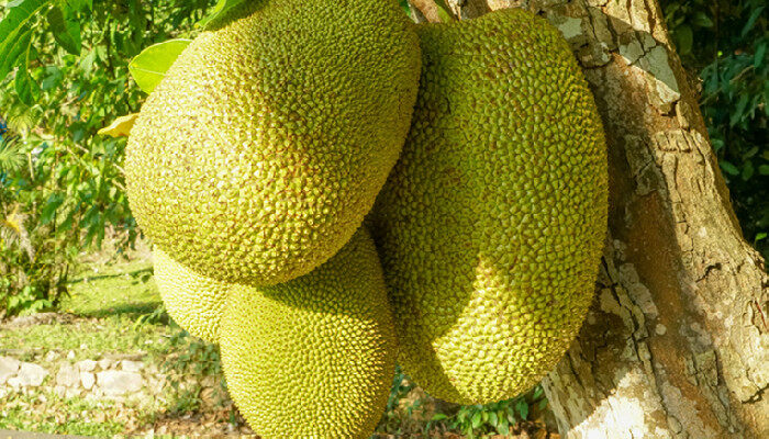 堕落天使 产品图片