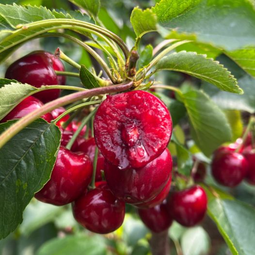 咖啡桌 视频主图