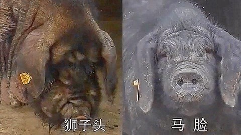 侠义双雄 推荐视频