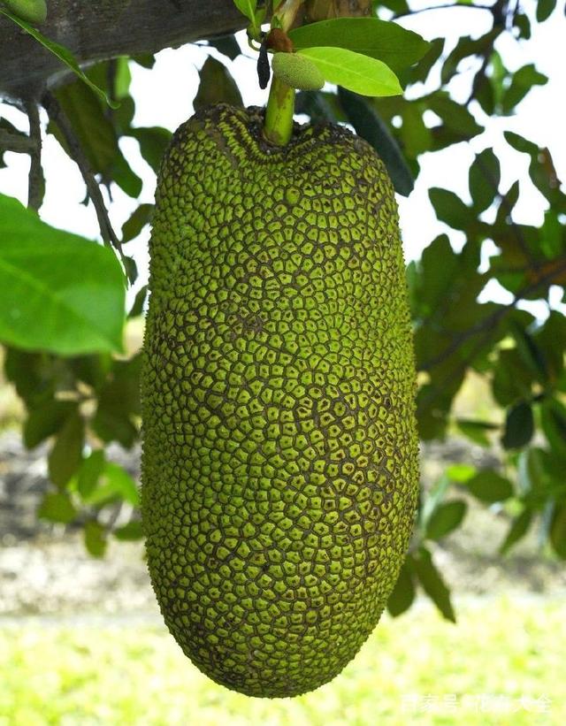 侦察员的功勋 推荐视频