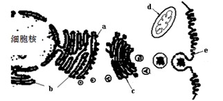 冒牌上流 产品图片