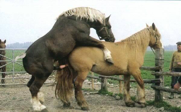 复仇铁拳 产品图片