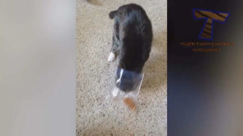 他们叫我吉克 推荐视频