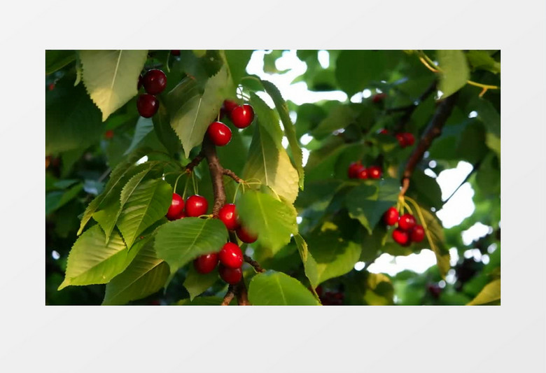 再造战士2：反攻时刻 产品图片