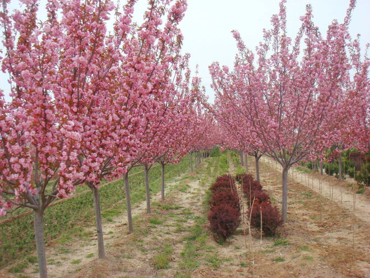 你们见到的还不算什么 产品图片