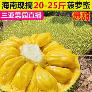 圣维克多镇的公鸡