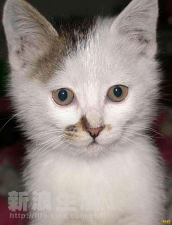 借刀杀人 推荐视频