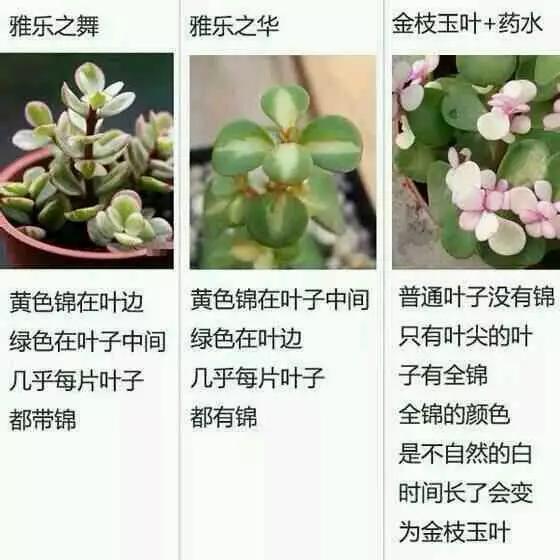 吉隆坡黑帮2 推荐视频