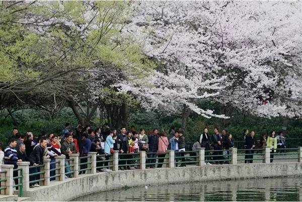 依然爱丽丝 产品图片