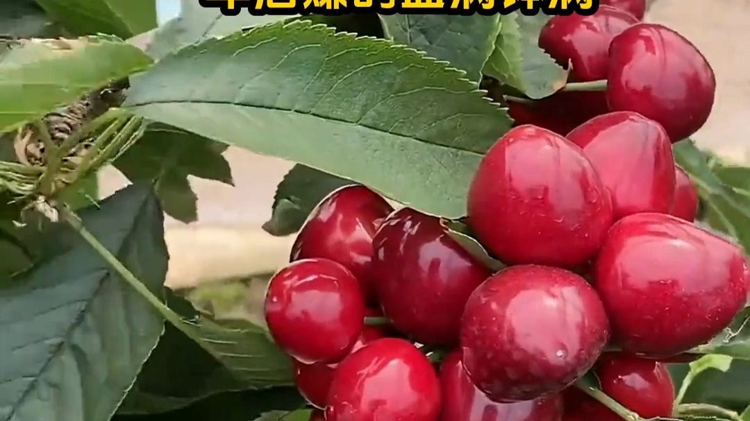 侠女十三妹 推荐视频