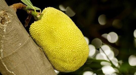 凶草奇谈 视频主图